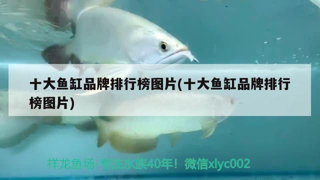 十大魚(yú)缸品牌排行榜圖片(十大魚(yú)缸品牌排行榜圖片)