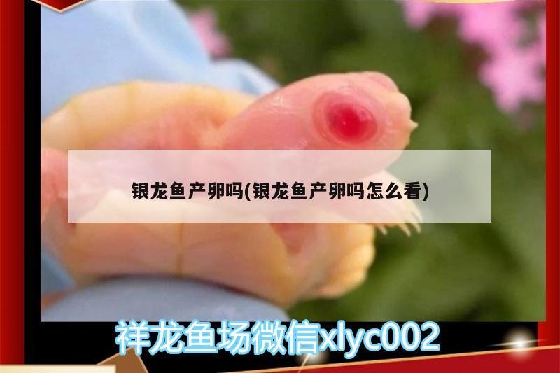 銀龍魚產卵嗎(銀龍魚產卵嗎怎么看)