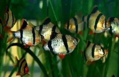 虎魚品相介紹圖片：虎魚品相介紹