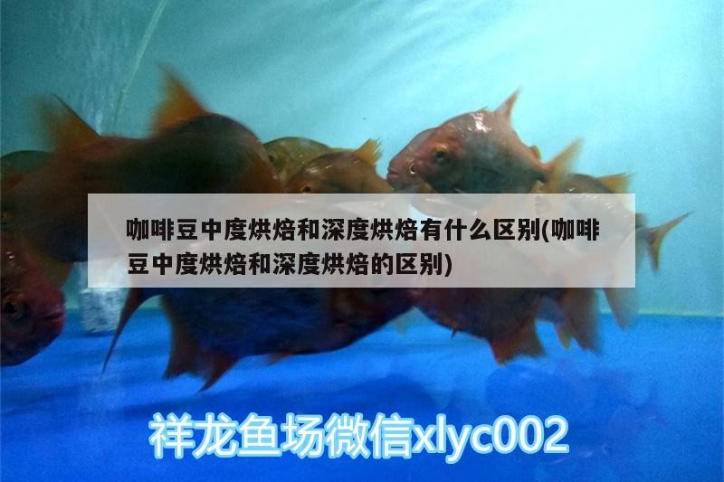 咖啡豆中度烘焙和深度烘焙有什么區別(咖啡豆中度烘焙和深度烘焙的區別)