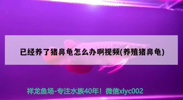 已經養了豬鼻龜怎么辦啊視頻(養殖豬鼻龜)