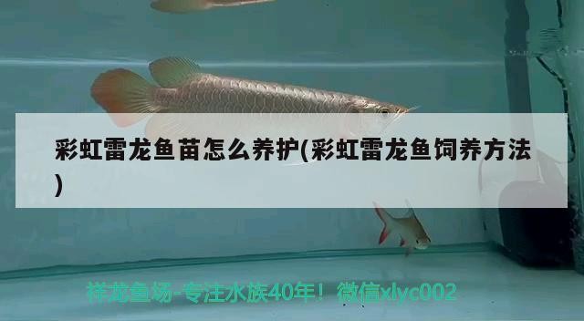 彩虹雷龍魚苗怎么養護(彩虹雷龍魚飼養方法)