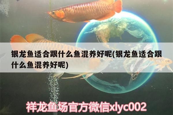 銀龍魚適合跟什么魚混養好呢(銀龍魚適合跟什么魚混養好呢)