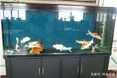 龍魚吃泥鰍和蝦的比例是多少？（如何判斷龍魚是否吃飽？）