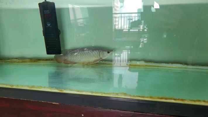 龍魚趴缸的原因及解決方法vs祥龍魚場：關于龍魚趴缸問題的探討