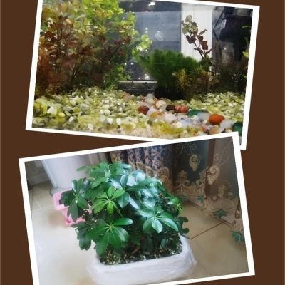 白沙魚缸造景:如何選擇適合魚缸造景的白沙 魚缸百科 第3張 白沙魚缸造景:如何選擇適合魚缸造景的白沙 白沙魚缸造景:如何選擇適合魚缸造景的白沙 魚缸百科 第3張