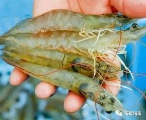 印度的虎蝦：印度的虎蝦在市場上有一定的份額