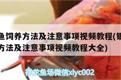 銀龍魚飼養方法及注意事項視頻教程(銀龍魚飼養方法及注意事項視頻教程大全)