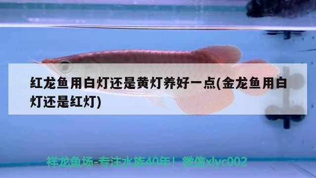 紅龍魚用白燈還是黃燈養好一點(金龍魚用白燈還是紅燈)
