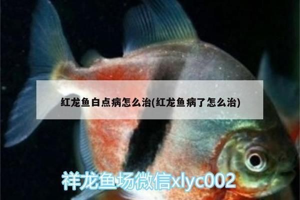 紅龍魚白點病：紅龍魚白點病的治療方法