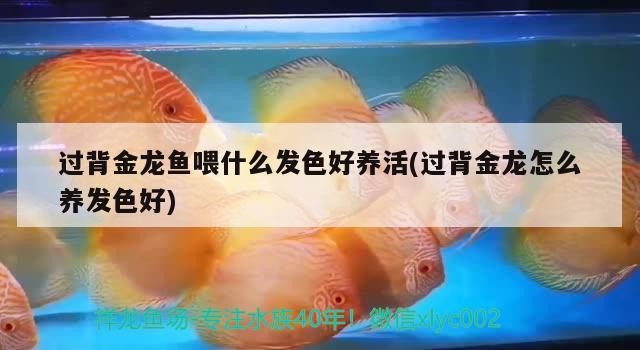 詳細(xì)閱讀:過(guò)背金龍魚(yú)喂什么發(fā)色好養(yǎng)活(過(guò)背金龍?jiān)趺答B(yǎng)發(fā)色好) 過(guò)背金龍魚(yú)喂什么發(fā)色好養(yǎng)活(過(guò)背金龍?jiān)趺答B(yǎng)發(fā)色好)