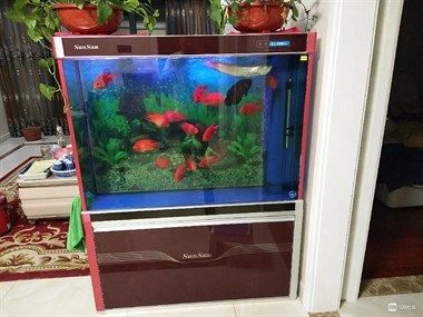 senagr魚缸官方網站：senagr是什么魚缸品牌