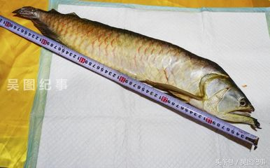 紅龍魚不吃食什么原因有三：探究紅龍魚不吃食的原因及解決方法