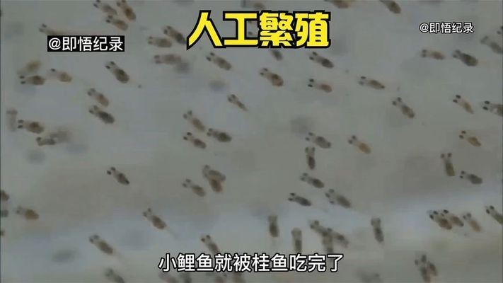 如何提高帝王魟魚的繁殖成功率：如何提高帝王魟魚繁殖成功率