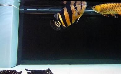 虎魚全身發黑怎么辦：虎魚全身發黑怎么辦虎魚全身發黑可能是患上了黑斑病