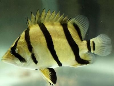 泰北虎魚和蘇虎區別：泰北虎魚和蘇虎是兩種不同的虎魚品種，泰北虎魚和蘇虎區別