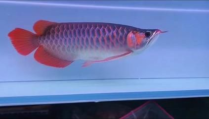 紅龍魚挑選標準是什么意思啊:如何辨別紅龍魚健康狀況 紅龍魚百科 第4張 紅龍魚挑選標準是什么意思啊:如何辨別紅龍魚健康狀況 紅龍魚挑選標準是什么意思啊:如何辨別紅龍魚健康狀況 紅龍魚百科 第4張