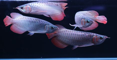 紅龍魚挑選標準是什么意思啊:如何辨別紅龍魚健康狀況 紅龍魚百科 第5張 紅龍魚挑選標準是什么意思啊:如何辨別紅龍魚健康狀況 紅龍魚挑選標準是什么意思啊:如何辨別紅龍魚健康狀況 紅龍魚百科 第5張