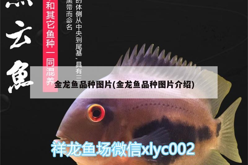 觀賞魚 金龍魚品種圖片(金龍魚品種圖片介紹) 金龍魚百科 金龍魚品種圖片(金龍魚品種圖片介紹) 金龍魚品種圖片(金龍魚品種圖片介紹) 金龍魚百科