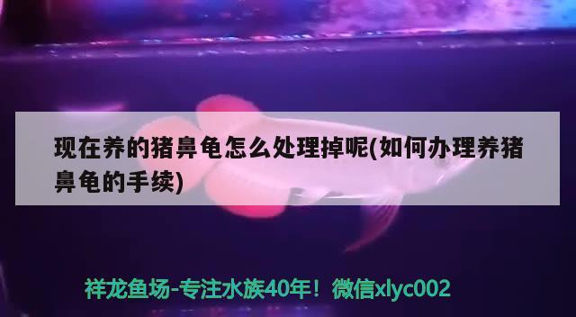 現(xiàn)在養(yǎng)的豬鼻龜怎么處理掉呢(如何辦理養(yǎng)豬鼻龜?shù)氖掷m(xù))