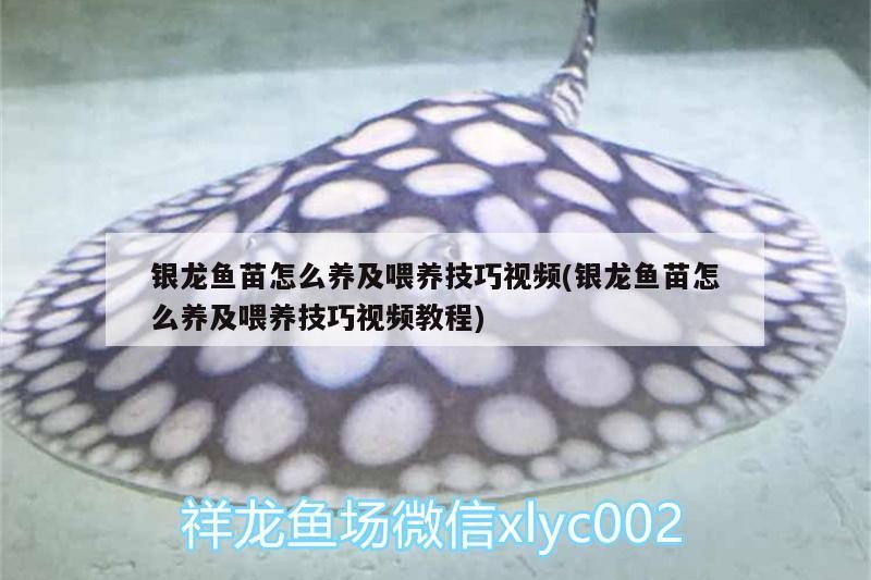 銀龍魚苗怎么養及喂養技巧視頻(銀龍魚苗怎么養及喂養技巧視頻教程)