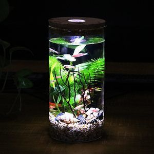 不需要打理的魚缸魚：不需要打理的魚缸