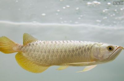 金龍魚多少克