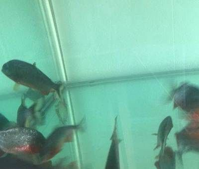 虎魚(yú)紋路怎么看品相圖解：虎魚(yú)的紋路怎么看品相圖解