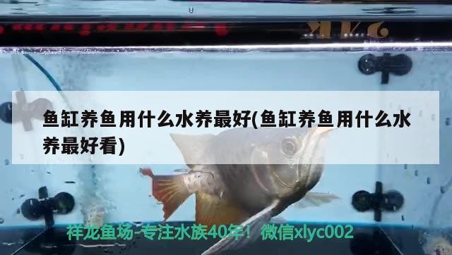 魚缸養魚用什么水養最好(魚缸養魚用什么水養最好看)
