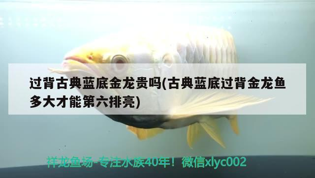 過背古典藍底金龍貴嗎(古典藍底過背金龍魚多大才能第六排亮)