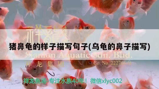 豬鼻龜的樣子描寫句子(烏龜的鼻子描寫)