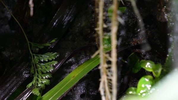 財神魚魚缸造景效果圖：財神魚魚缸造景注意事項水草魚缸造景的注意事項