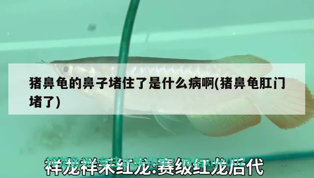 豬鼻龜的鼻子堵住了是什么病啊(豬鼻龜肛門堵了)