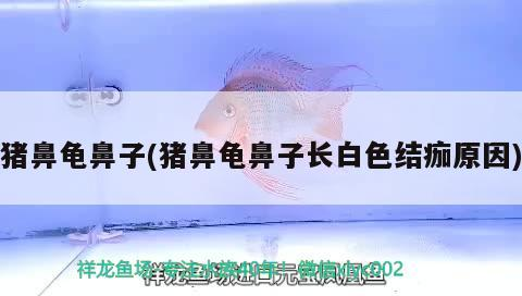 豬鼻龜鼻子(豬鼻龜鼻子長白色結痂原因) 豬鼻龜鼻子(豬鼻龜鼻子長白色結痂原因) 豬鼻龜百科