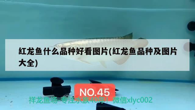 紅龍魚什么品種好看圖片(紅龍魚品種及圖片大全)