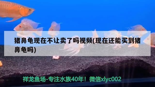 豬鼻龜現在不讓賣了嗎視頻(現在還能買到豬鼻龜嗎)