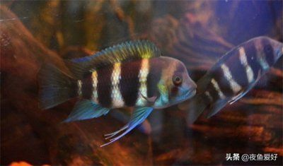 慶大霉素治療龍魚什么病vs祥龍魚場：慶大霉素治療龍魚什么病