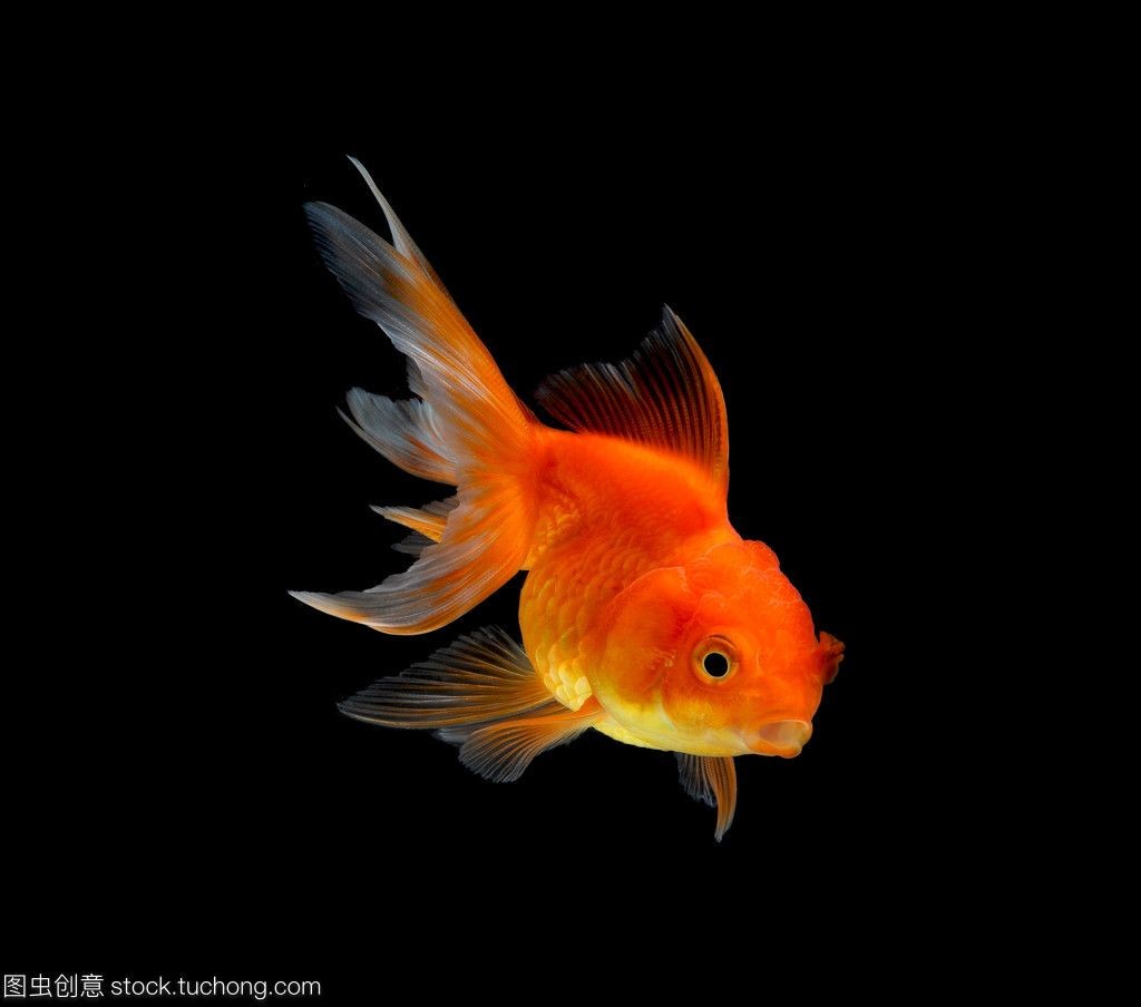 養虎魚用黑色背景：養虎魚是否適合使用黑色背景
