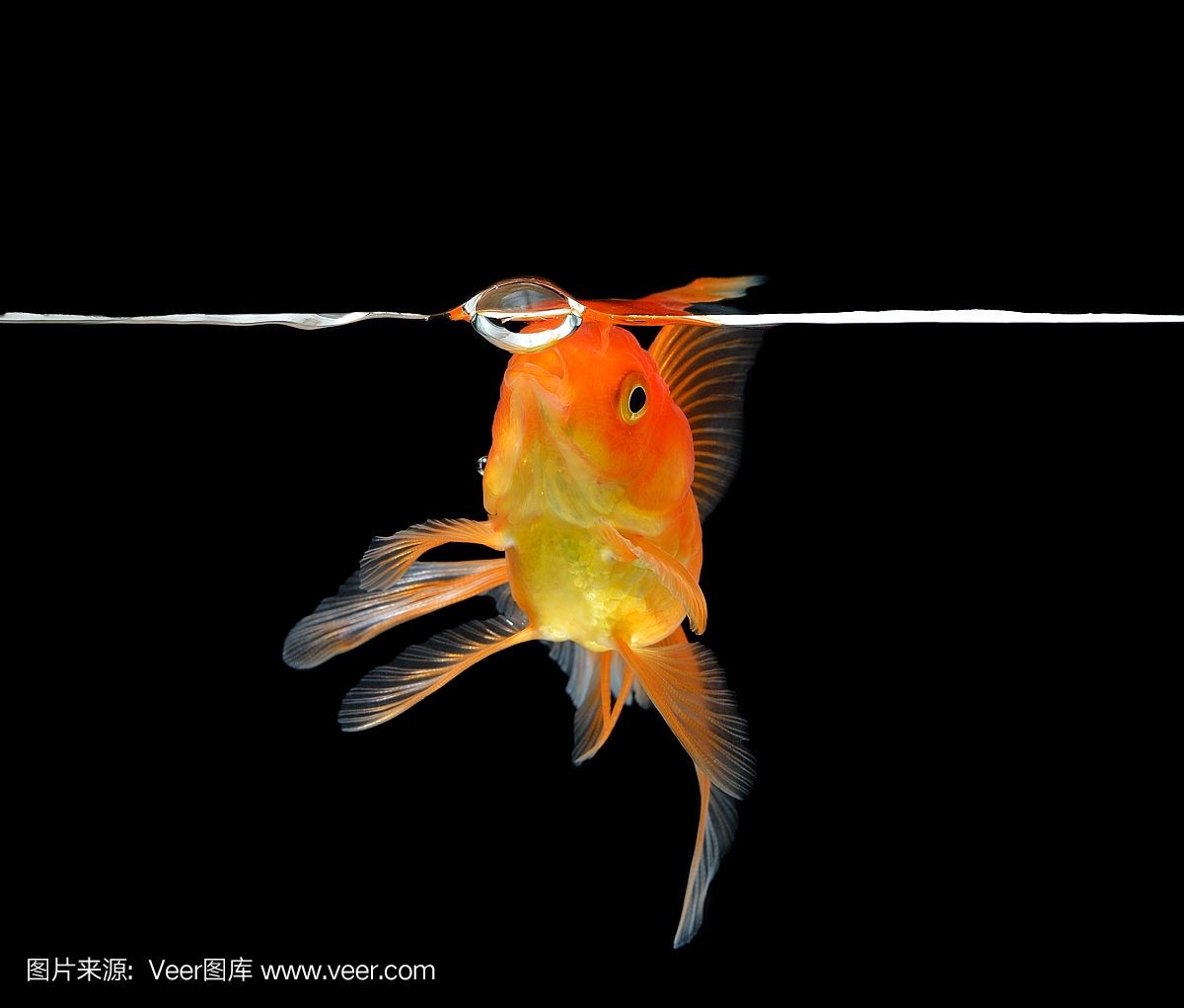 養虎魚用黑色背景：養虎魚是否適合使用黑色背景