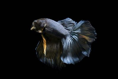 養虎魚用黑色背景：養虎魚是否適合使用黑色背景
