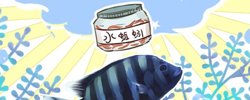 十間魚吃什么喂什么飼料好