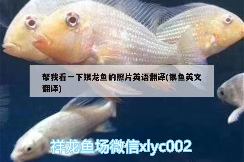 幫我看一下銀龍魚的照片英語(yǔ)翻譯(銀魚英文翻譯)