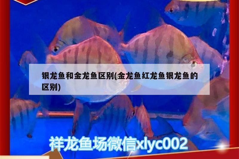 銀龍魚和金龍魚區別(金龍魚紅龍魚銀龍魚的區別)
