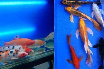 1.8米的魚缸能養多少錦鯉呢：1.8米的魚缸能養多少錦鯉