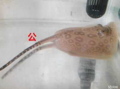 黑帝魟魚：黑帝魟魚是一種什么樣的魚？