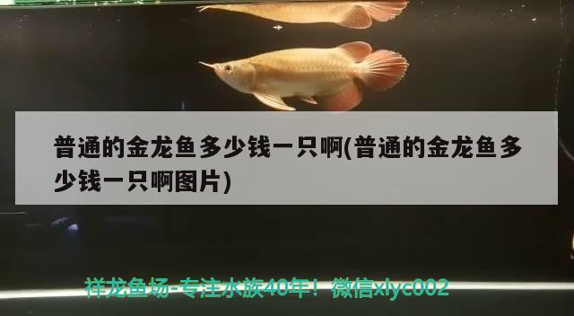 普通的金龍魚多少錢一只啊(普通的金龍魚多少錢一只啊圖片) 普通的金龍魚多少錢一只啊(普通的金龍魚多少錢一只啊圖片) 魟魚百科