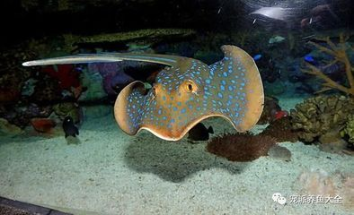 魟魚(yú)進(jìn)缸后幾天可以換水：魟魚(yú)進(jìn)缸后幾天可以換水嗎