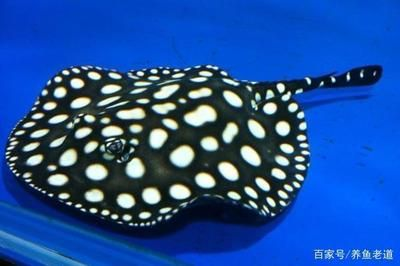 魟魚(yú)進(jìn)缸后幾天可以換水：魟魚(yú)進(jìn)缸后幾天可以換水嗎