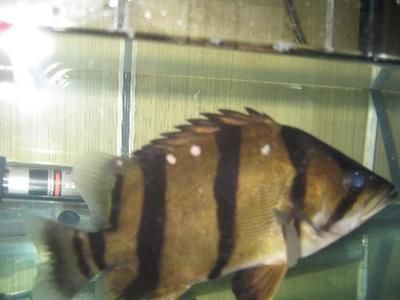 5cm的泰國虎魚價格多少：5cm的泰國虎魚價格多少5cm的泰國虎魚價格多少 5cm的泰國虎魚價格多少：5cm的泰國虎魚價格多少5cm的泰國虎魚價格多少 虎魚百科 第3張