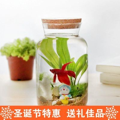 斗魚缸裝飾不能放什么植物：斗魚缸裝飾與水質(zhì)控制